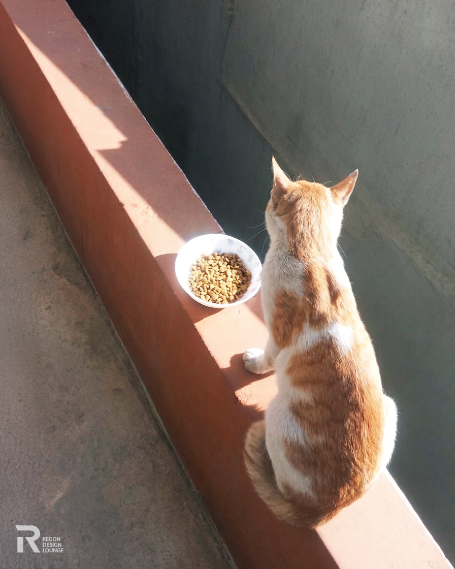 길고양이 일찐이